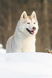 SIBERIAN HUSKY 183